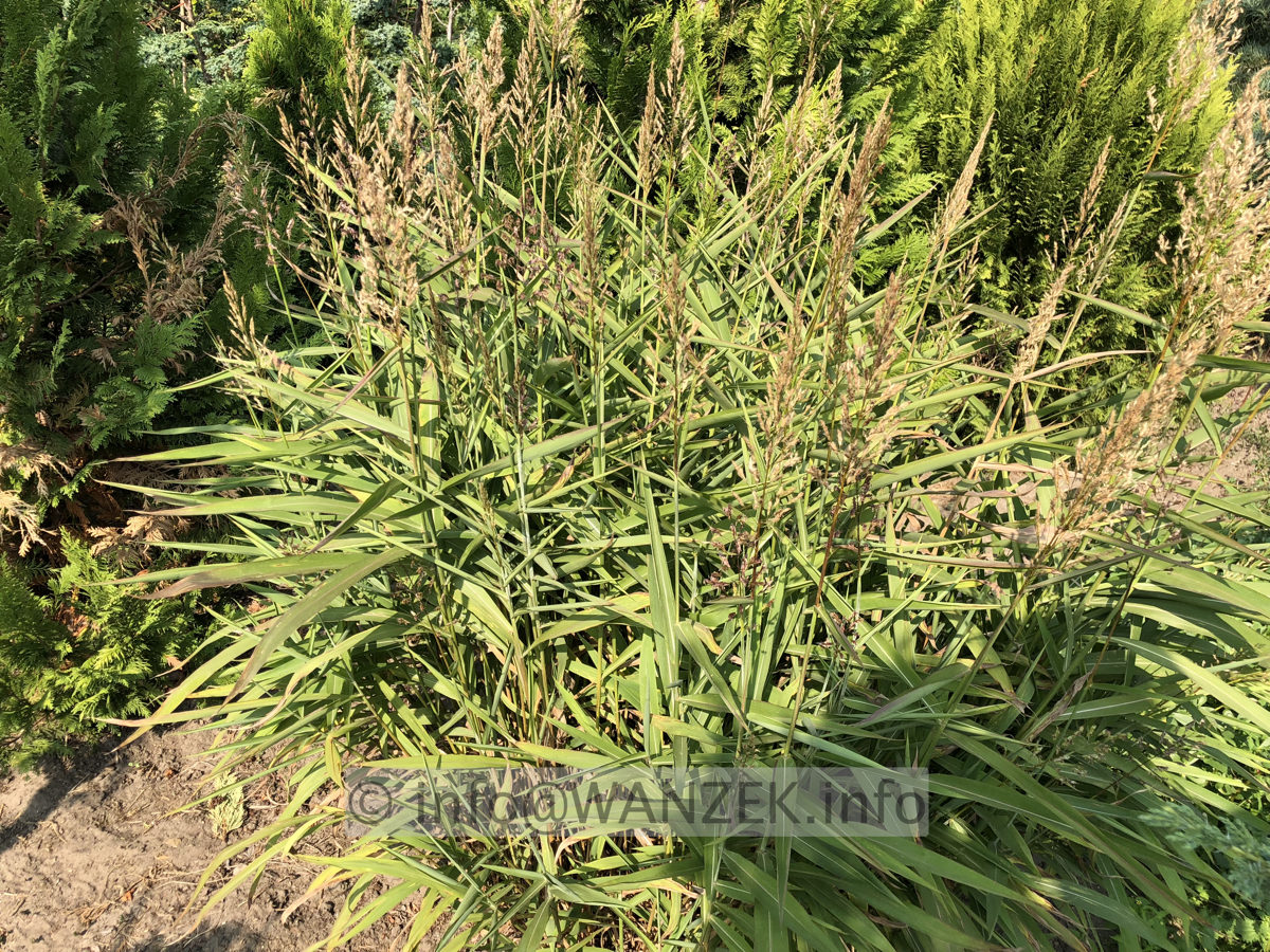 Stipa gigantea  001.JPG